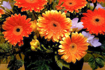 Obrázek z Taška LDPE s ušima potisk - gerbera 44 x 48 cm, 40 my, 500 ks 